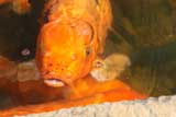 koi.jpg